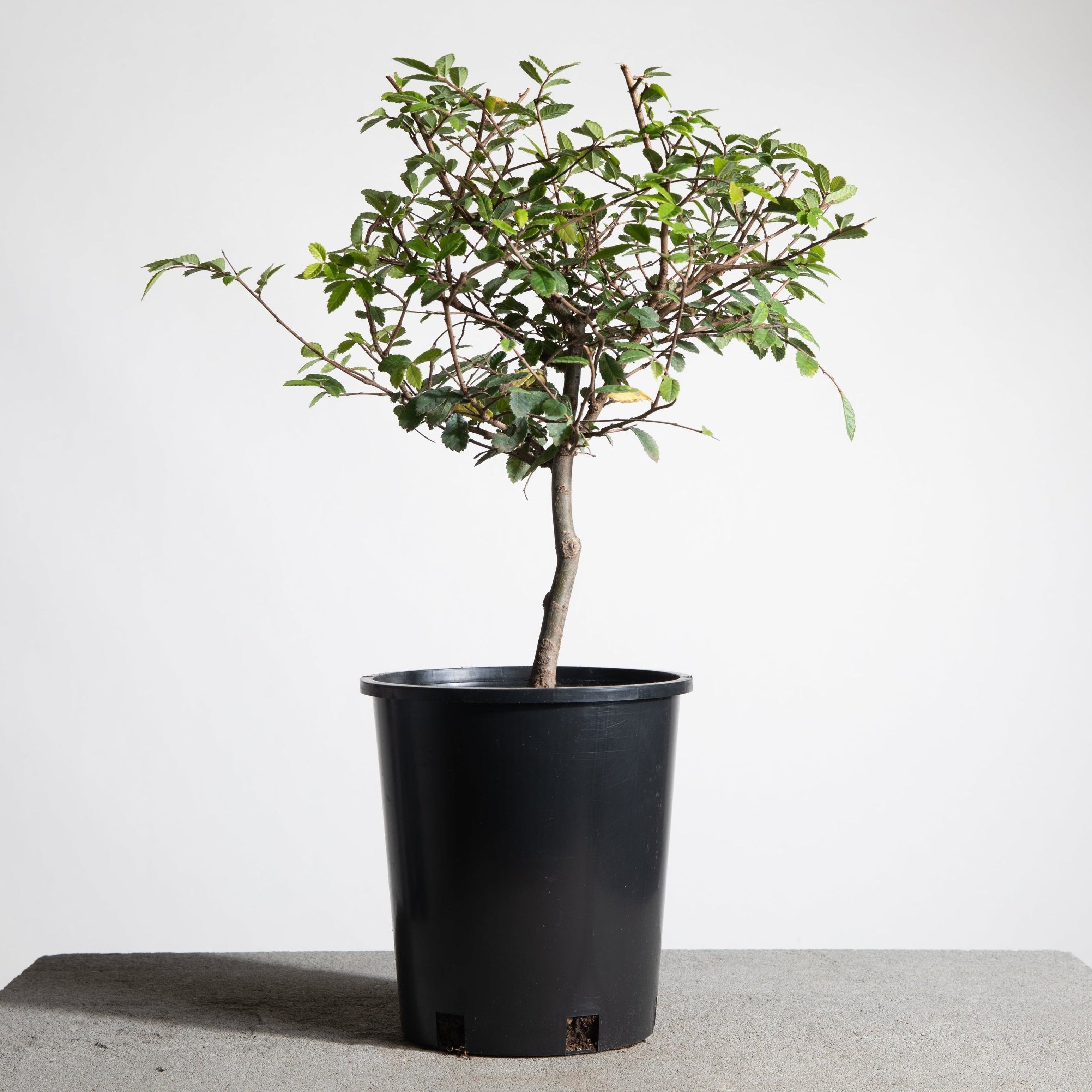 self watering pots for indoor plants Clear Self Watering Pots – Maddwoods