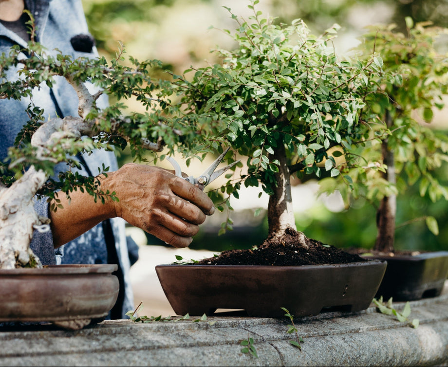 The potting shed.