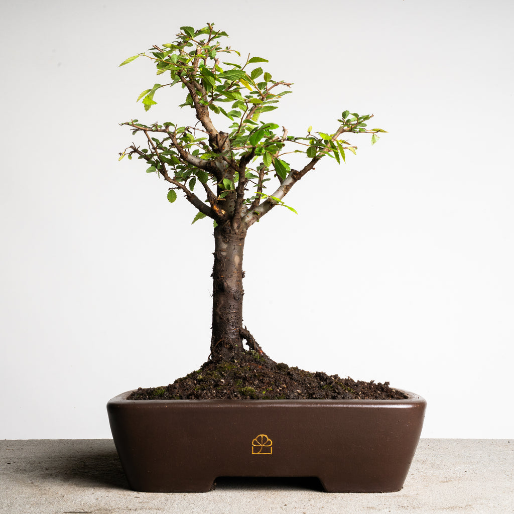 Chinese Lacebark Elm Bonsai Tree | Indoor/Outdoor | Bonsai Heirloom