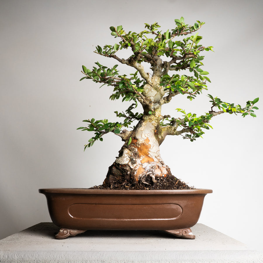 Chinese Lacebark Elm, Collectors' Series
