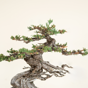 What is Bonsai?