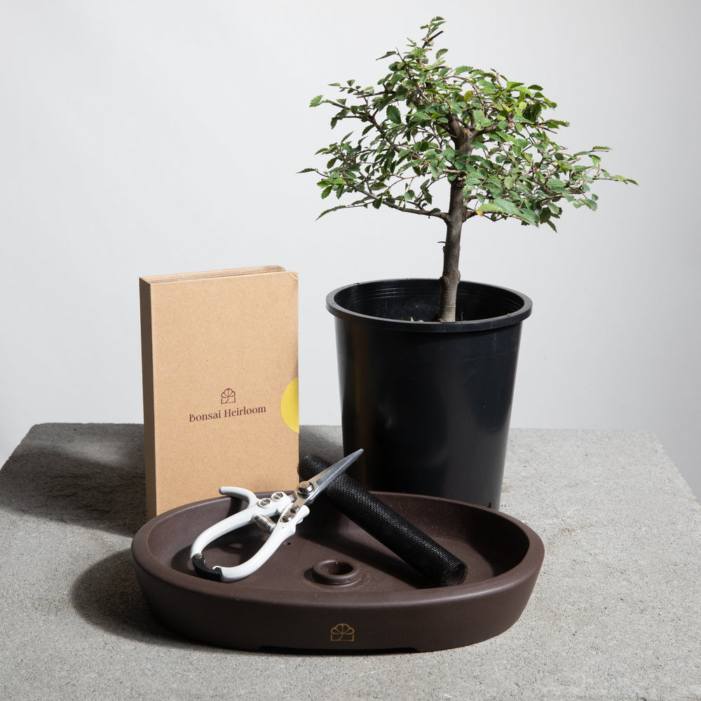 Bonsai DIY Starter Kits