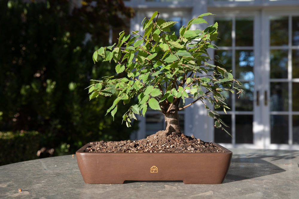 Previous Bonsai Drops