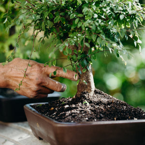 Collections  Bonsai Heirloom