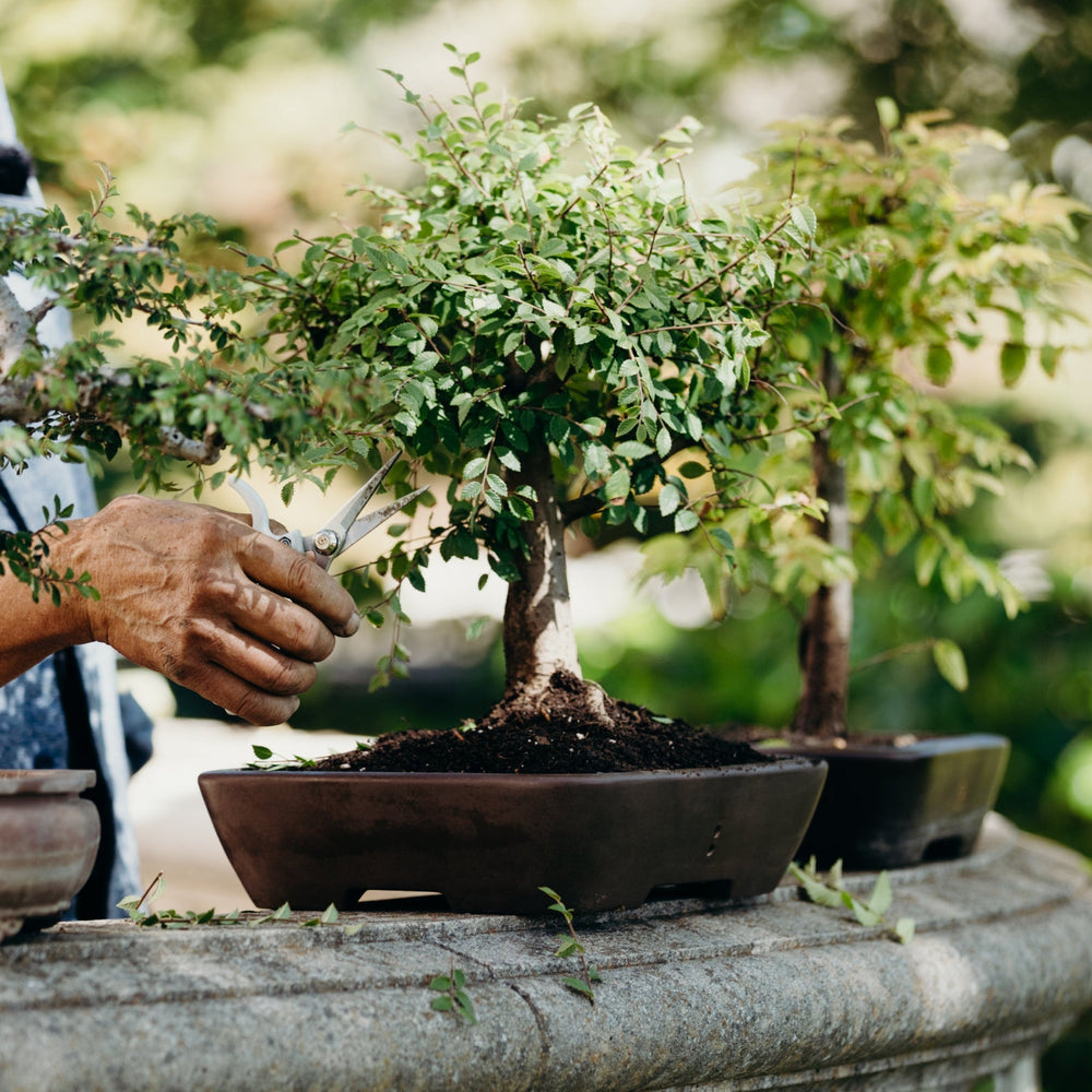 Bonsai Pots & Tools