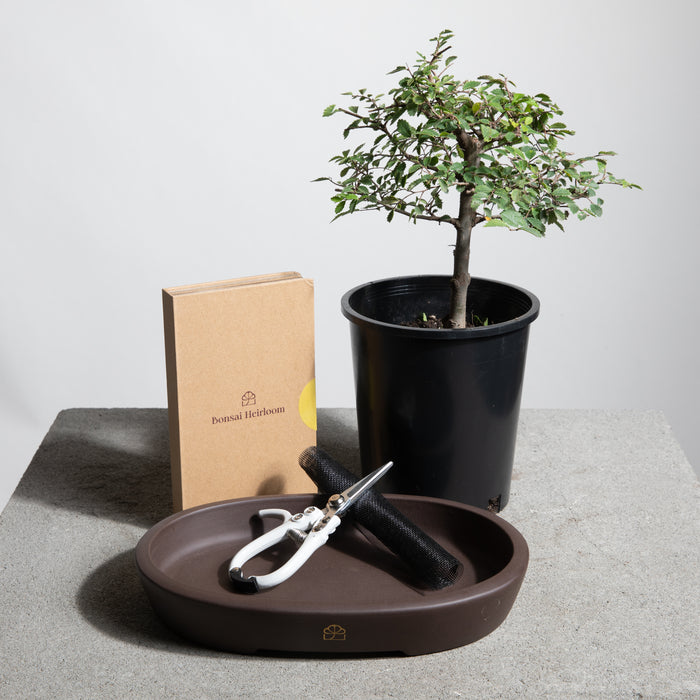 DIY Bonsai Kit