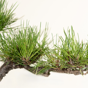 Japanese Black Pine Seeds