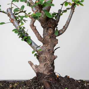 Chinese Lacebark Elm
