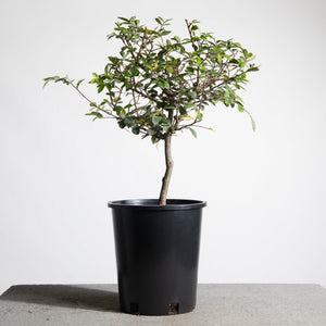 buy pre bonsai trees Chinese Lacebark Elm Pre-Bonsai