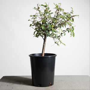 pre lit bonsai tree Chinese Lacebark Elm Pre-Bonsai