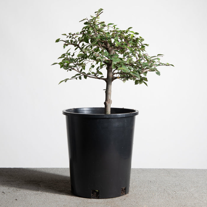 Chinese Lacebark Elm
