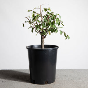 lowe's bonsai tree Chinese Lacebark Elm Pre-Bonsai | Train Your Own