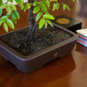 YiXing Bonsai Pots (10")