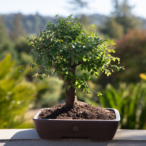 Bonsai tree in a pot with a blurred natural background