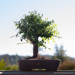Bonsai tree in a pot with a blurred natural background