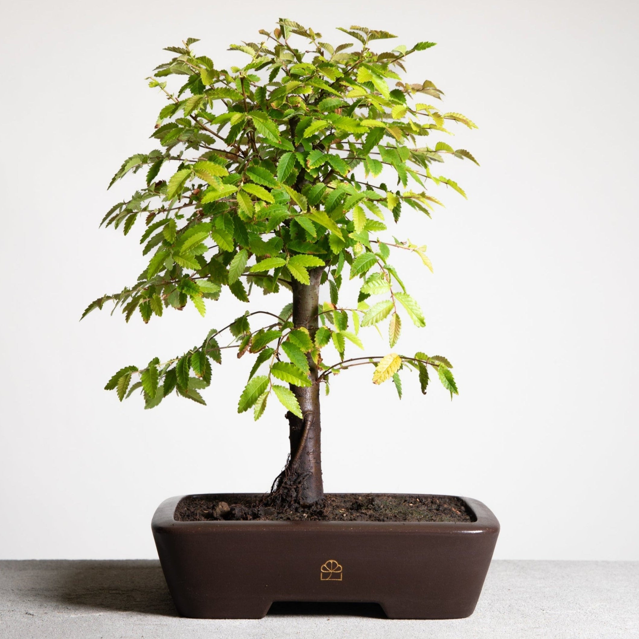 Chinese Lacebark Elm bonsai tree in a 10
