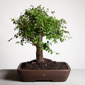 Chinese Lacebark Elm (12")
