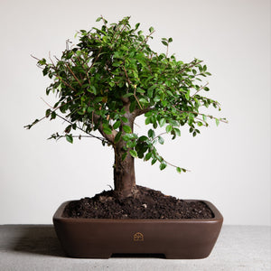 Chinese Lacebark Elm bonsai tree in a 12" Xiying pot on a light gray surface with a white background.