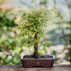 Bonsai tree in a pot on a wooden surface with a blurred natural background