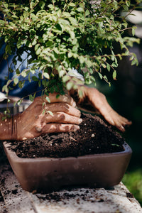 timeless trees bonsai nursery Chinese Lacebark Elm Pre-Bonsai | Train Your Own