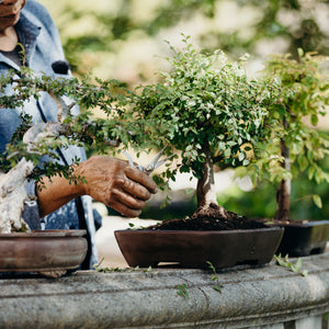 Milton working with bonsai trees outdoors.
