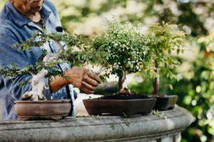 Chinese Lacebark Elm Bonsai Tree | Indoor/Outdoor | Bonsai Heirloom