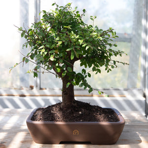 Bonsai tree in a pot on a wooden surface with a blurred background