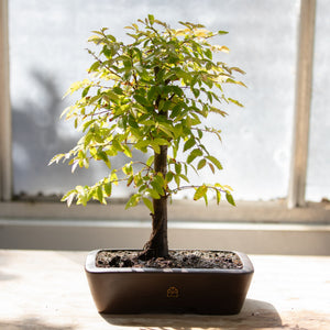japanese bonsai tree for sale near me Chinese Lacebark Elm Bonsai Tree | Indoor/Outdoor
