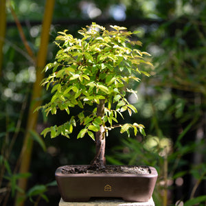 Small potted bonsai tree on a stone pedestal with blurred greenery in the background