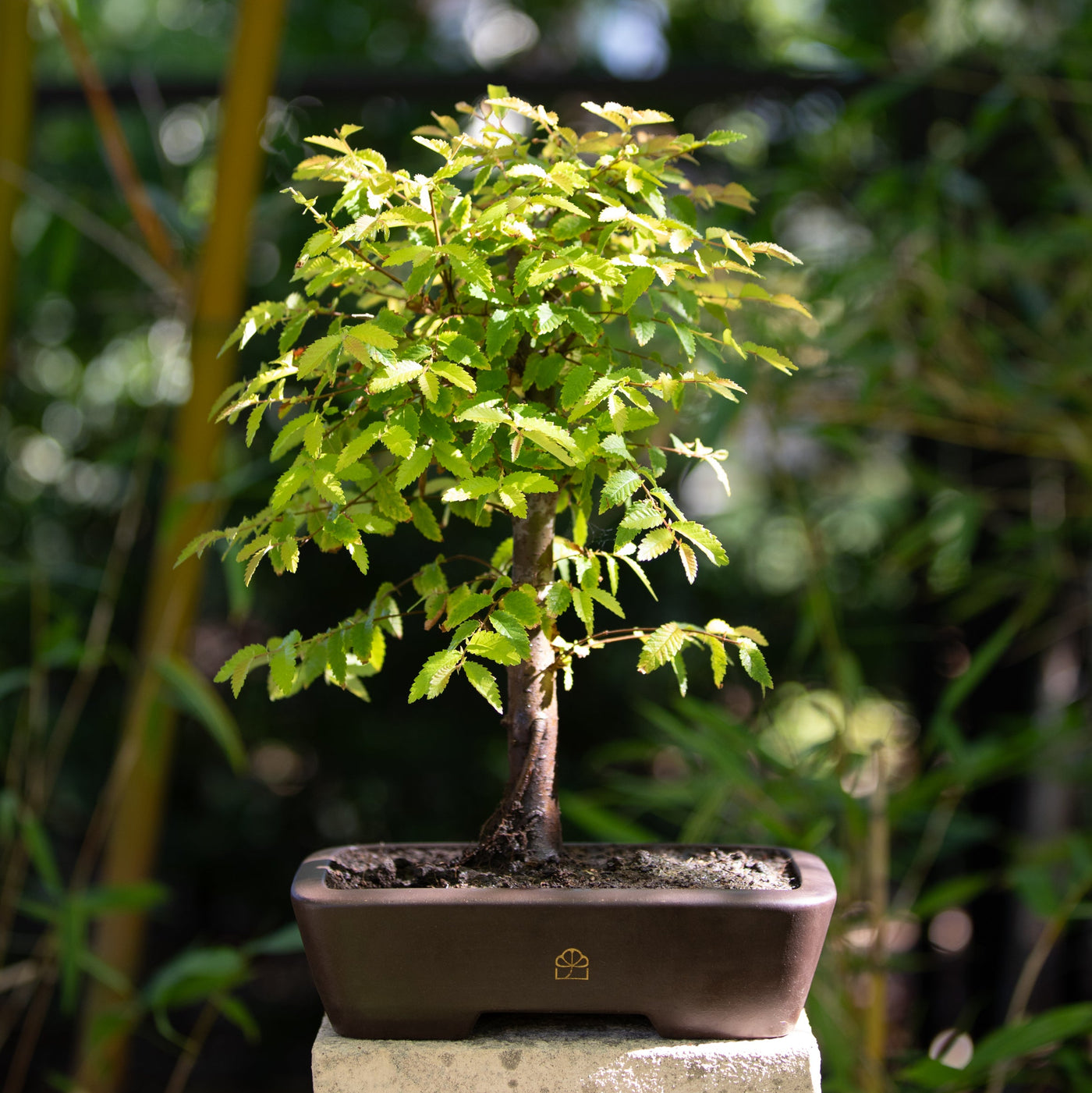 A young Chinese Elm in a Bonsai Heirloom pot