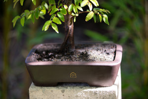 YiXing Bonsai Pots (10")