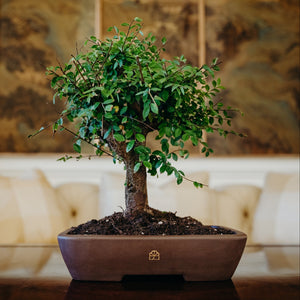 Chinese Lacebark Elm (12")