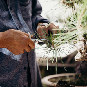 Milton trimming a Japanese Black Pine Bonsai with shears in a garden setting.