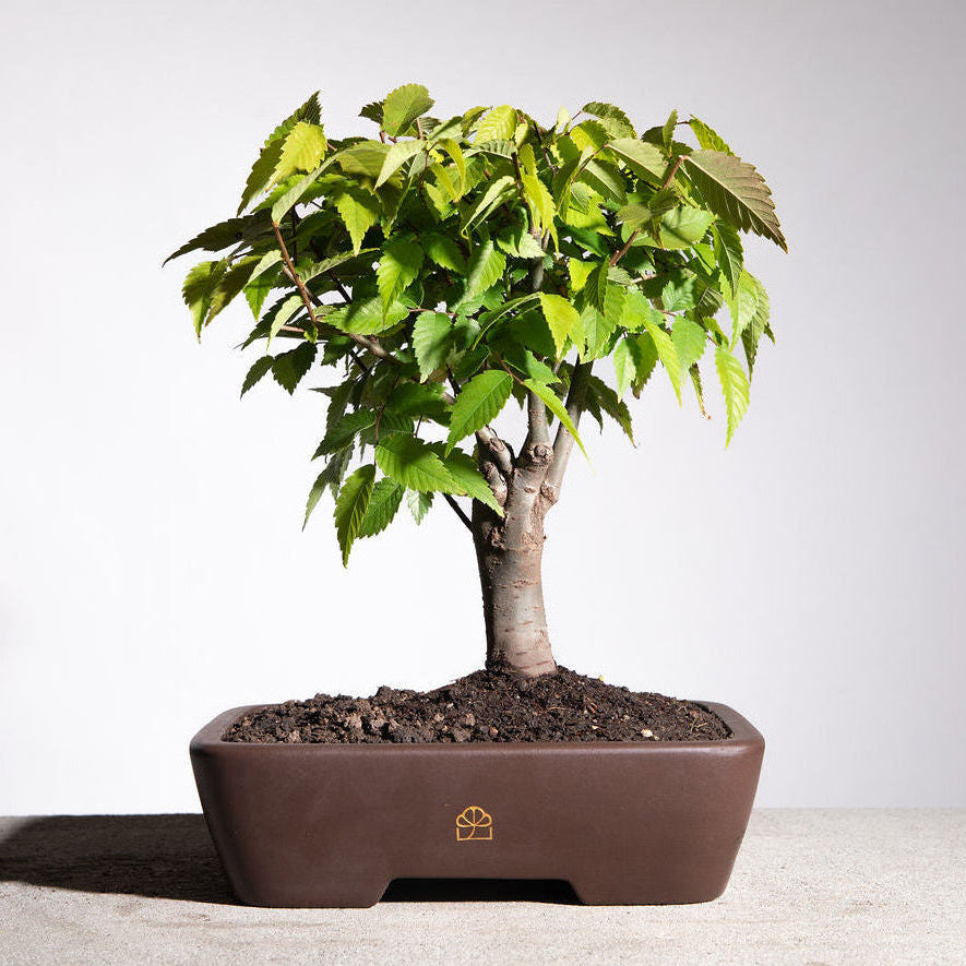 Japanese Zelkova, Small