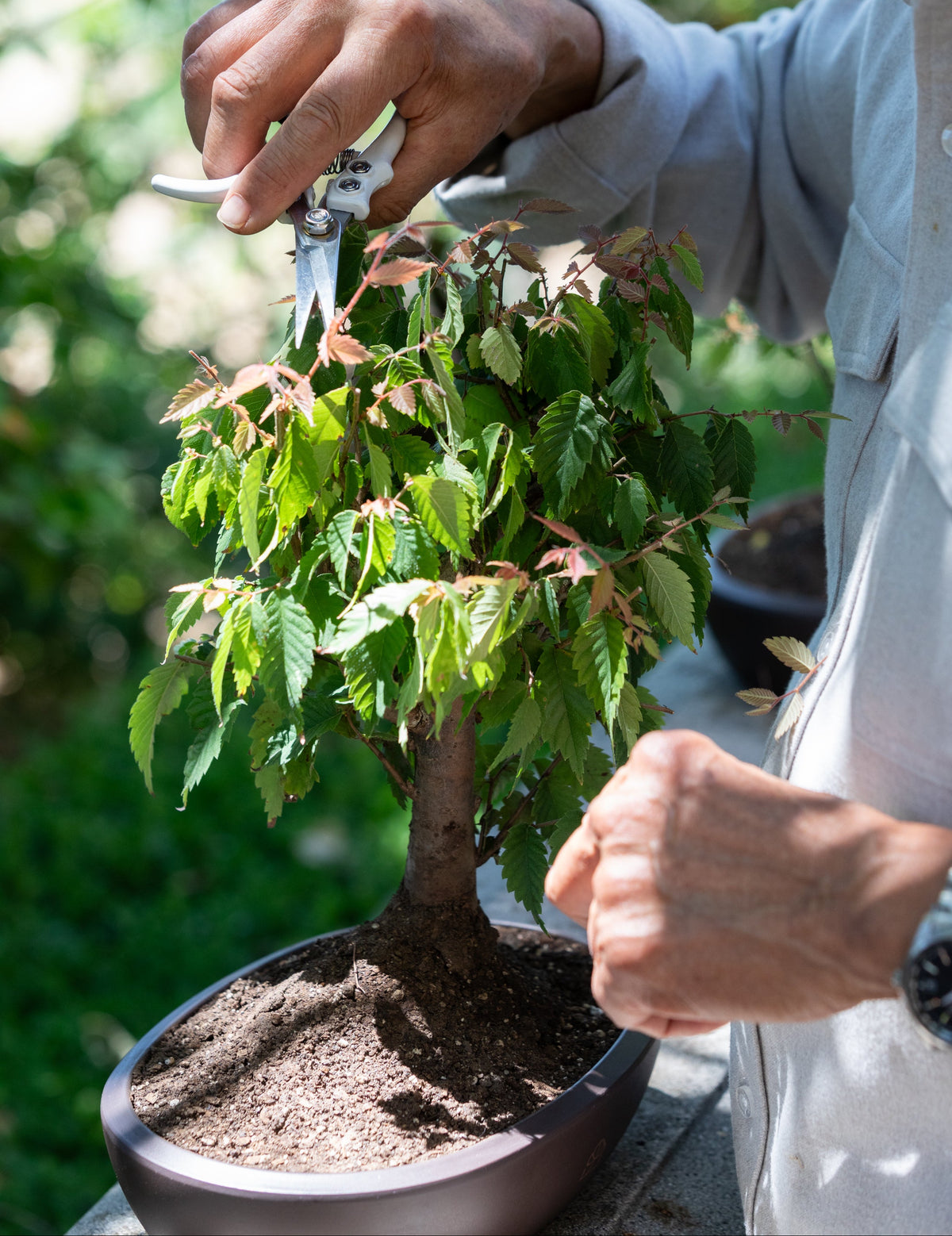 A finished Starter Bonsai in a water-retaining Melmac pot
