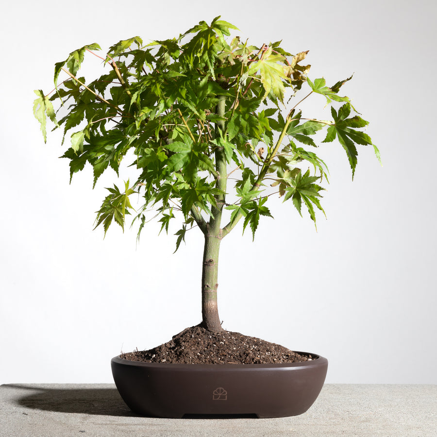 Japanese Maple, Starter Bonsai