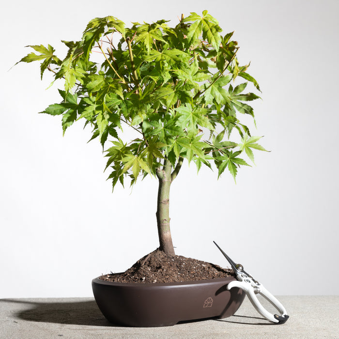 Japanese Maple