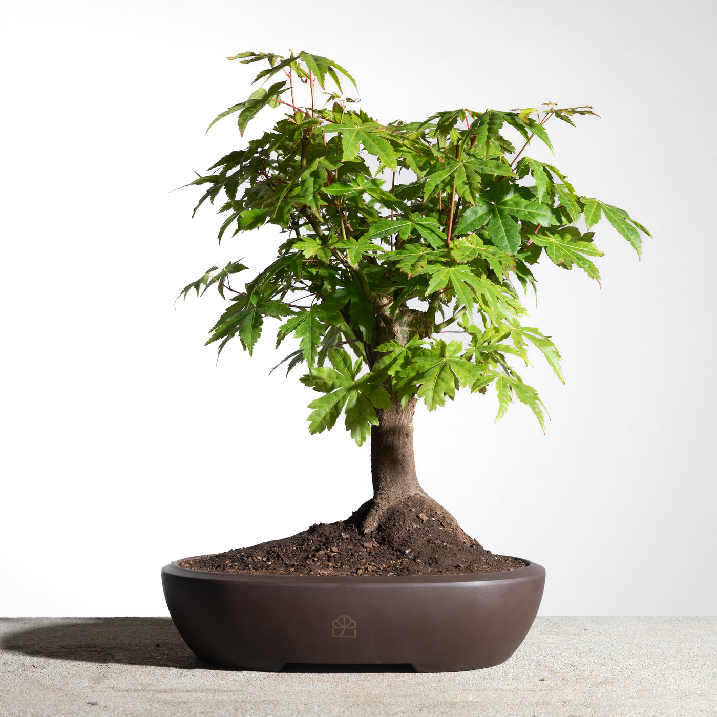 A finished Starter Bonsai in a water-retaining Melmac pot