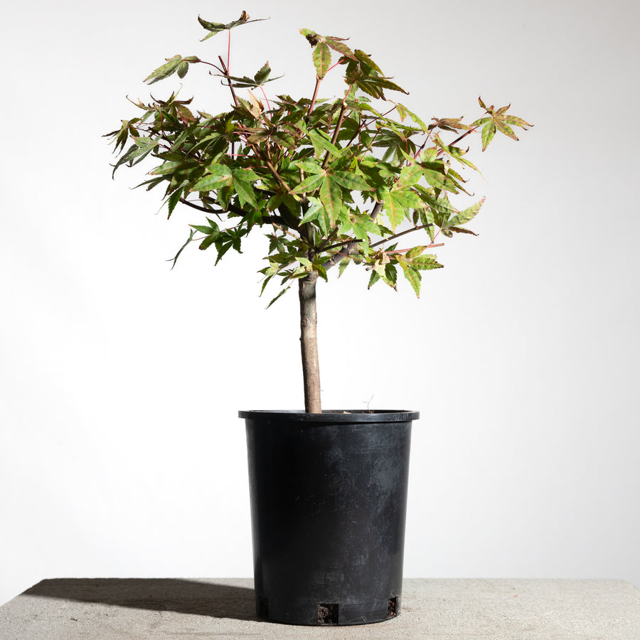 Japanese Maple Pre-Bonsai