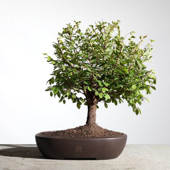 Chinese Lacebark Elm
