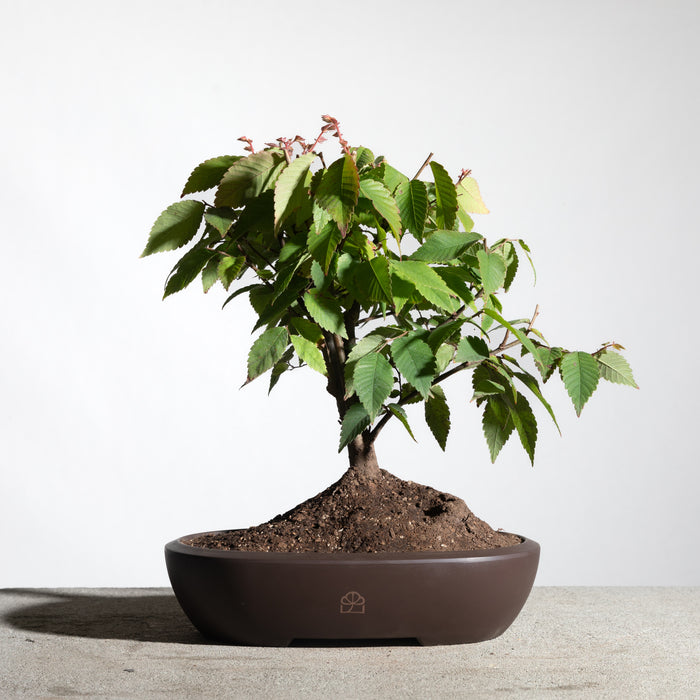 Japanese Zelkova
