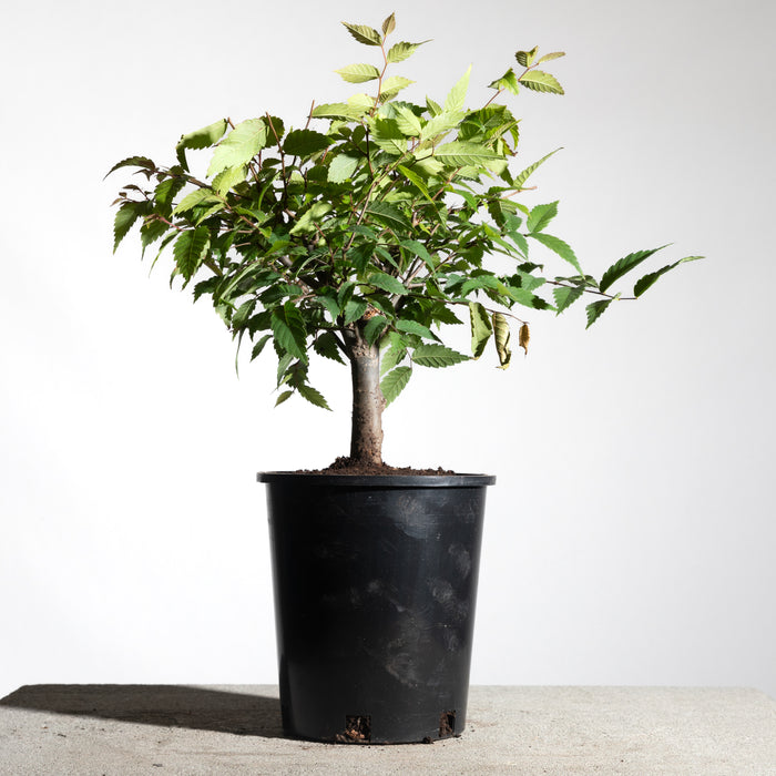 Japanese Zelkova