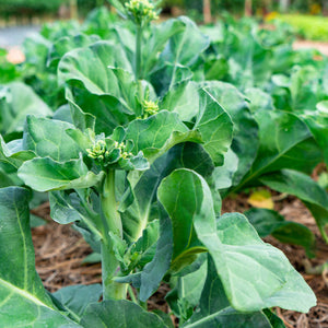 Chinese Broccoli Seeds