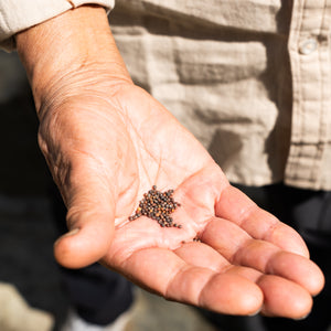 Chinese Broccoli Seeds