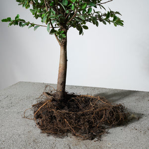 buy pre bonsai trees Chinese Lacebark Elm Pre-Bonsai | Train Your Own