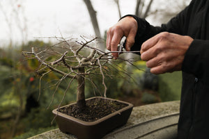 Korean Hornbeam Bonsai, Small | 10