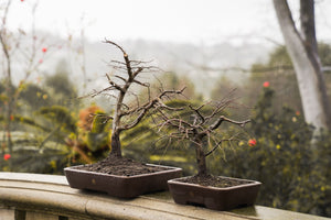 Korean Hornbeam Bonsai, Large | 14