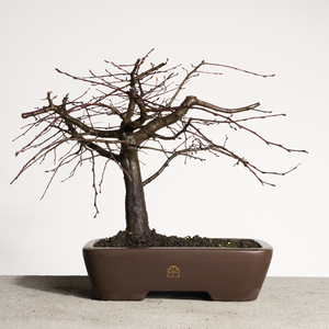 Korean Hornbeam Bonsai, Small | 10