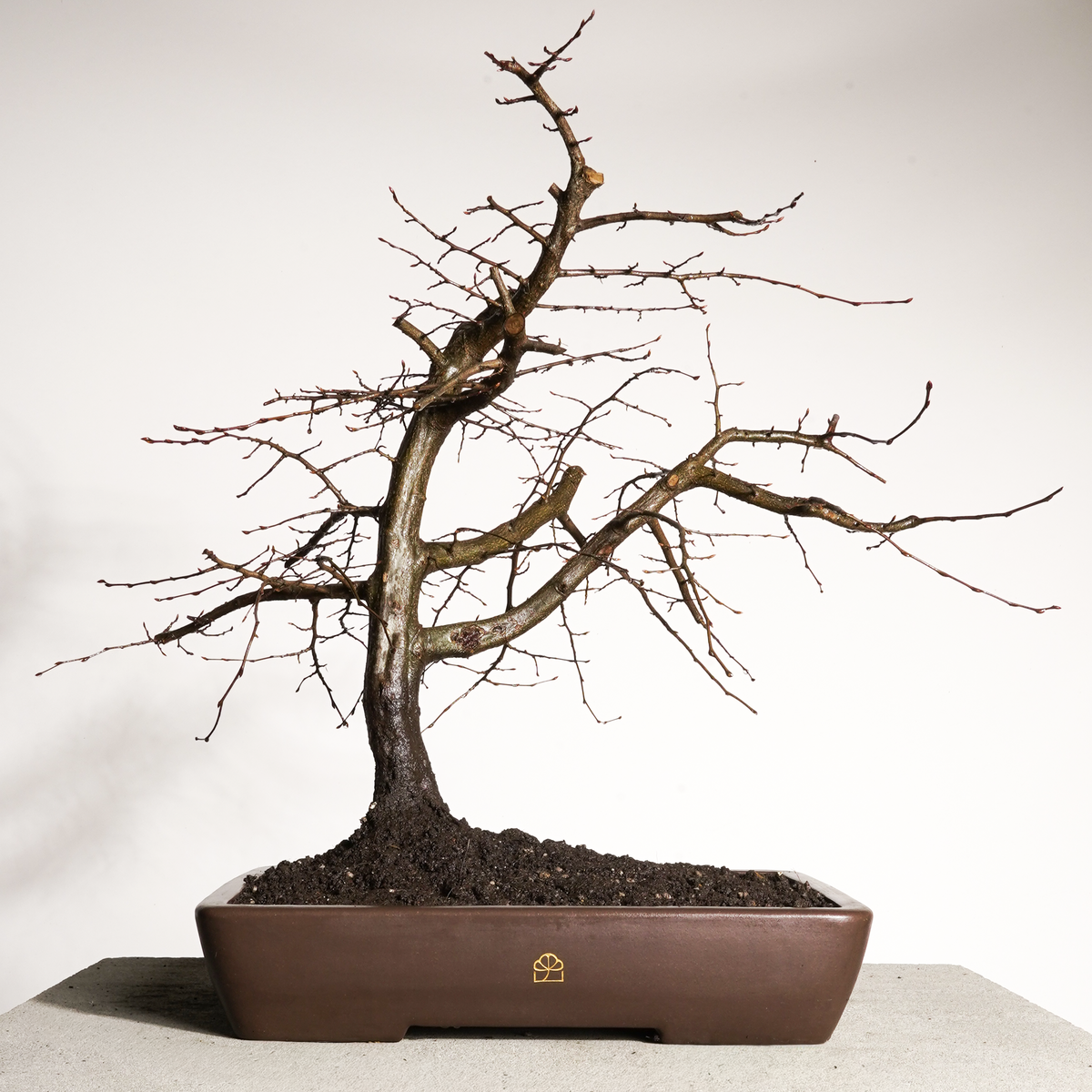 yixing bonsai Korean Hornbeam Bonsai, Large | 14