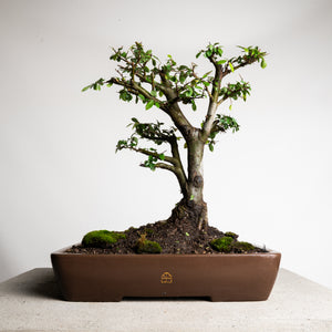 zierquitte bonsai Zierquitte 'Friesdorfer' kaufen main image 1